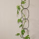 Botanopia Climbing Plant Support