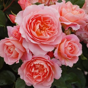 Products: My Mum – Standard 80cm