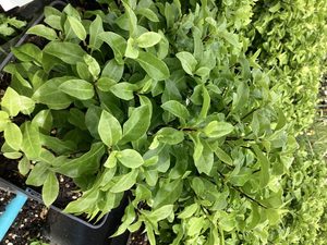 Products: Pittosporum ‘Fankies Folly’