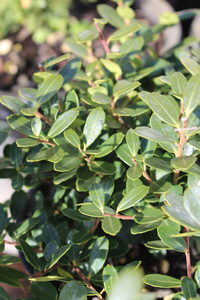 Products: Ilex crenata ‘Helleri’