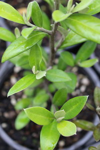 Products: Corokia ‘Geenty’s Green’