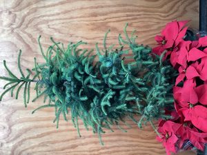 Products: Picea sitchensis