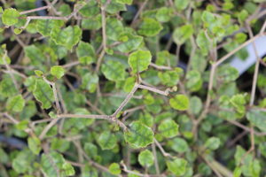 Products: Carpodetus serratus ‘Prostrata’