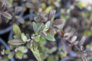 Products: Corokia ‘Frosted Chocolate’