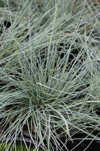 Products: Festuca ‘Banks Peninsula Blue’