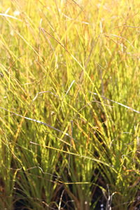Products: Carex secta