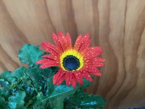 Arctotis ‘Fireball’