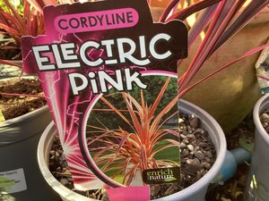 Cordyline Electric Pink