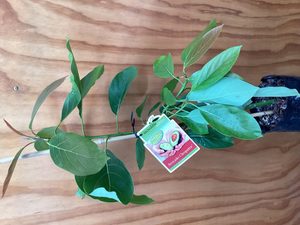 Avocado ‘Cleopatra’