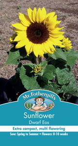 Products: Sunflower Dwarf Eos