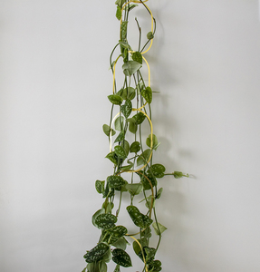 Products: Botanopia Brass climbing support