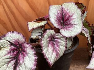 Products: Begonia rex ‘Little Devils’