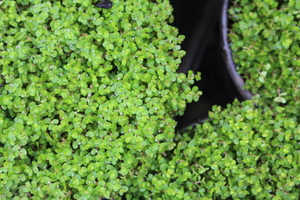 Products: Soleirolia soleirolli, Baby’s tears