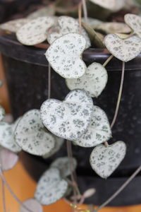 Products: Ceropegia woodii, Chain of hearts