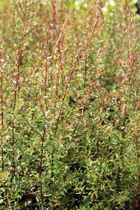 Leptospermum scoparium, Manuka