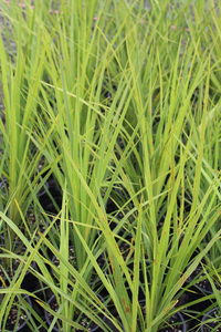 Products: Cordyline australis