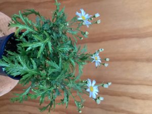 Argyranthemum ‘Bride’