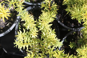 Products: Podocarpus totara ‘Aurea’