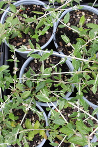 Products: Teucrium fruticans