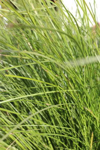 Products: Lomandra ‘Tanika’