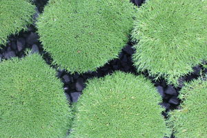 Products: Scleranthus biflorus