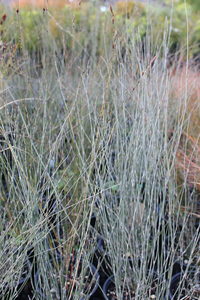 Apodasmia similis, Oioi