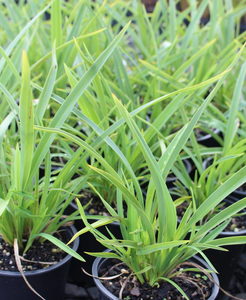 Products: Phormium cookianum ‘Emerald Gem’