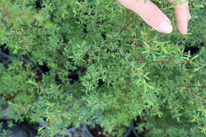 Products: Kunzea robusta