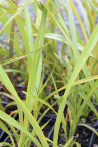 Products: Phormium tenax