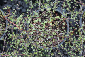 Products: Muehlenbeckia complexa