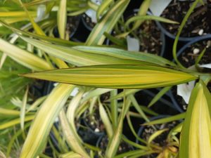 Products: Phormium ‘Yellow Wave’