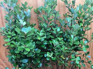 Products: Pittosporum crassifolium