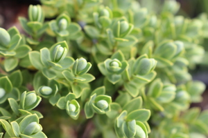 Products: Hebe topiaria