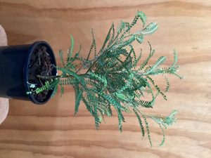 Products: Sophora ‘Dragons Gold’