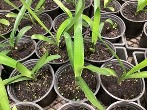 Products: Clivia ‘Yellow Beauty’