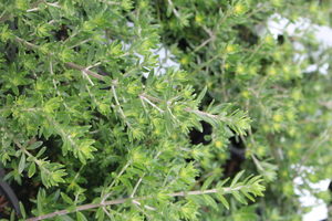 Products: Westringia ‘Low Horizon’