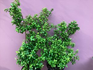 Metrosideros ‘Dalese’