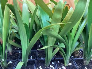 Clivia miniata