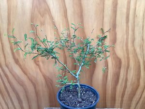 Sophora prostrata