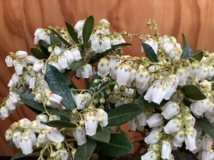 Products: Pieris ryukyuensis ‘Temple Bells’