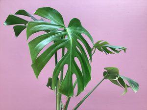 Products: Monstera deliciosa