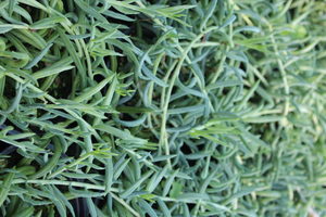 Products: Senecio radicans String of Fishhooks