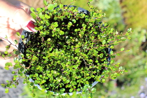 Products: Muehlenbeckia axillaris
