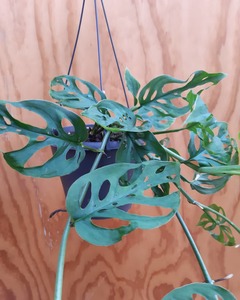 Monstera ‘Swiss Cheese Vine’