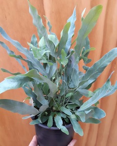 Products: Phlebodium ‘Blue Star Fern’