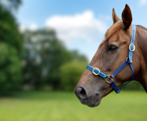 Products: X-Full Halter