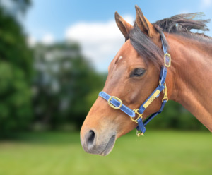 Products: Cob Halter
