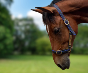 Products: Hack Halter