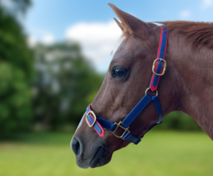 Products: Large Pony Halter