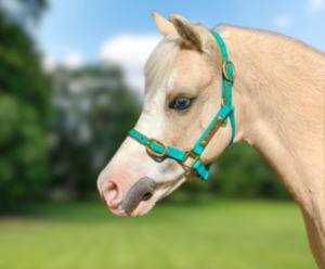 Products: Small Pony Halter